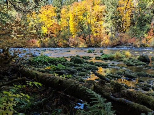 eileenkphotography:McKenzie River, Oregon ~ Eileen Kitayama 2018
