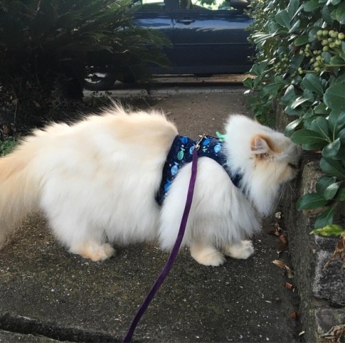 lucifurfluffypants:What is this rock? I must stick my entire face on it to investigate. #fluffypants