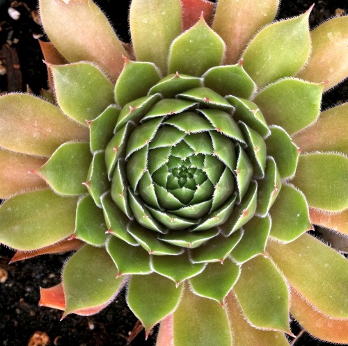 Two lovely Hens and Chicks (Sempervivum) at the Berry Farm in Chatham, NY.  Too big for my collectio