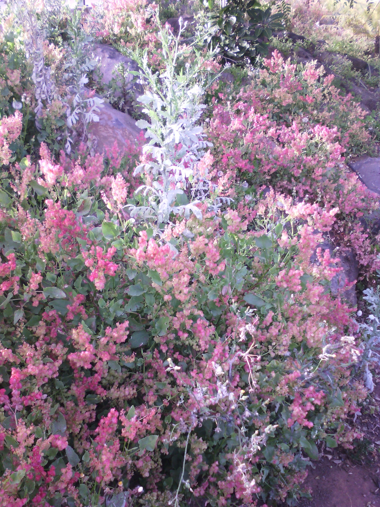 wild flowers