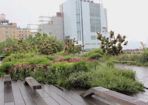 From the High Line in New York City, July, 2014 So many plants expertly weaved into this composition