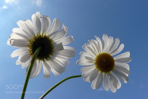 Daisy IV by StefanAndronache