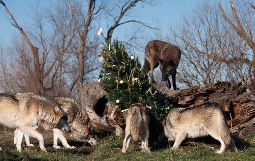 wolveswolves:  Happy Christmas everyone! :)   Pictures by Monty Sloan   this is my favorite thing ever. photos of wolves climbing christmas trees and getting their heads stuck in present boxes and eating (edible) ornaments.