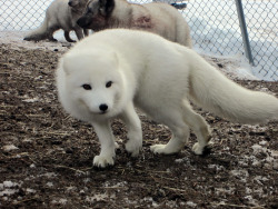 ghostwolf1:  Meeting the Arctic Foxes &lt;- video I adore these little guy’s all the more after meeting them ♥