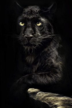 thecatdogblog:  Black leopard by Manuela