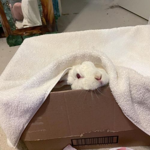 Peeking out of his nebulizer box! Bunbun is doing much better, he’s on increased arthritis and