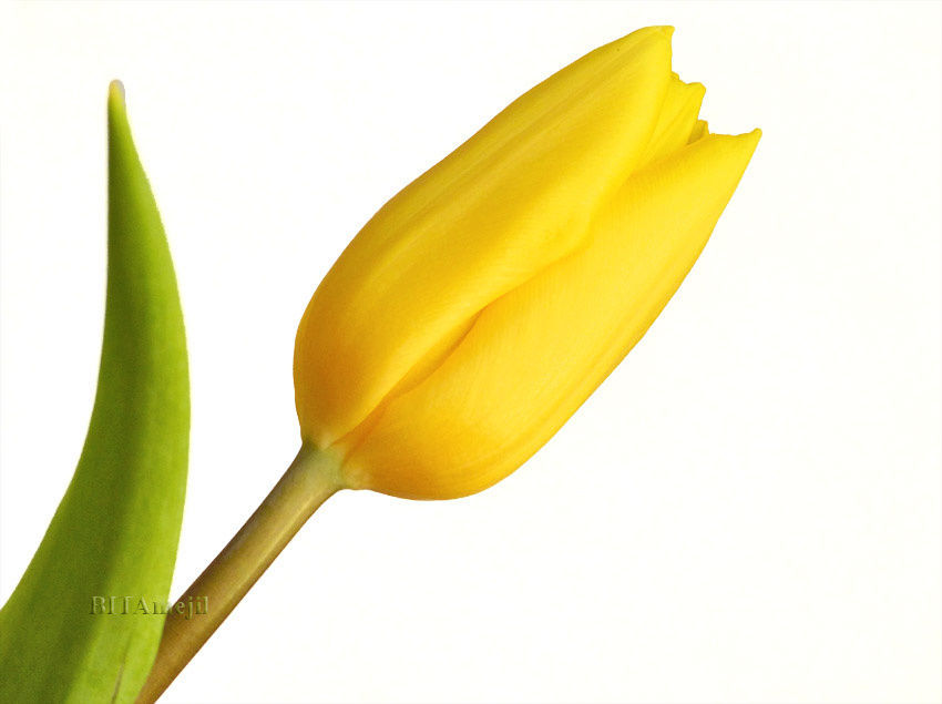 euph0r14:  macro | Yellow on white | by Bitamejil | http://ift.tt/1OmYZZJ 