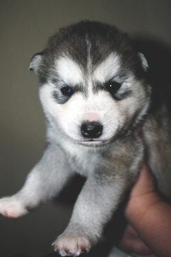 vistale:  Husky puppy 