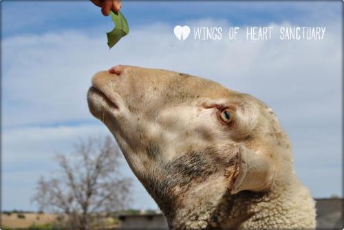 Wings of Heart, santuario de animales en Madrid, España. www.flickr.com/photos/wingsofheartsanctuary