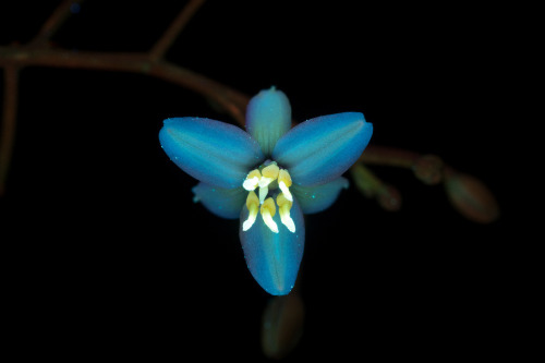  Dianella sandwicensis, known as Uki in native Hawaiian, is monocot member of the Asphodelaceae fami