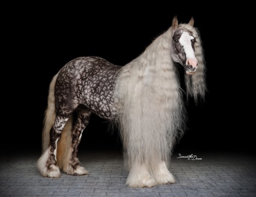 gallusrostromegalus:horsesarecreatures: Dungarvan Flirtini - Irish Cob MarePhotography by Samantha D