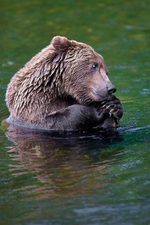 radivs:  'Playing The Part' by Buck Shreck 