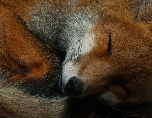 beautiful-wildlife: Comfort by Skia