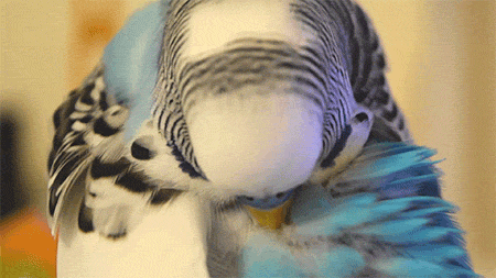 kazooie: budgiechops: Gentle preening  @krysyoyo 