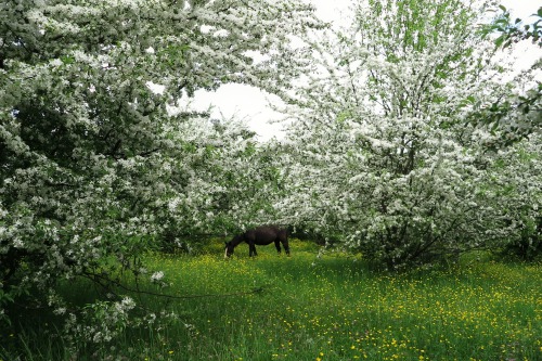 ambermaitrejean:serendipity…one horse in a field abloomlost on a back road Photos and haiku b