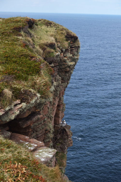 on-misty-mountains: Old Man of Hoy, a famous sea stack on the Orkney Islands. 