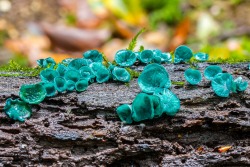 botanical-inspiration:   Green Elf Cup Fungi