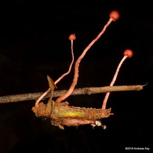 Deceased insects infected with entomopathogenic fungus, Ecuador.An entomopathogenic fungus is a fung