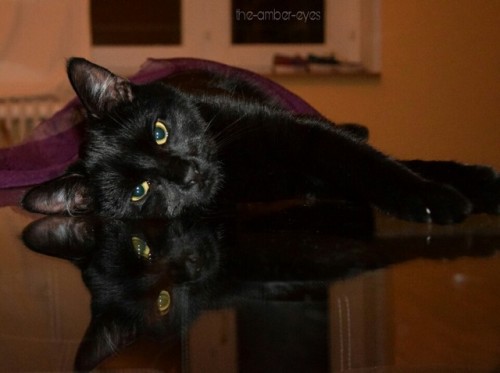 Mirror, mirror on the desk, who’s the prettiest of all cats? 