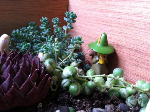 whitecatbite:  Oliver made me a moomin garden out of an old cigar box 