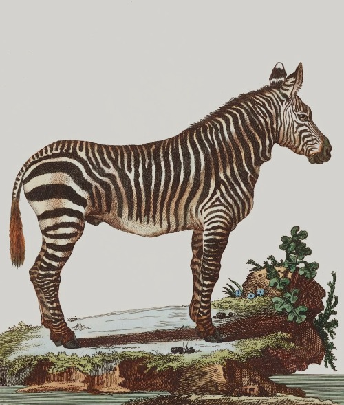 Collection des animaux quadrupèdes de Buffon - Georges-Louis Leclerc Buffon - c.1749-1767 - via Gall