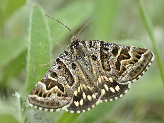 wapiti3:  Mother Shipton Moth, (Callistege mi) on Flickr.Via Flickr: ANNA PHOTOGRAPHY