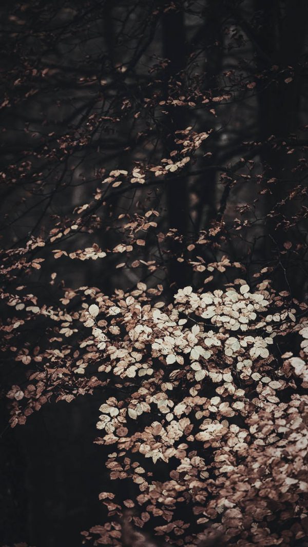 rainy-autumn-day: