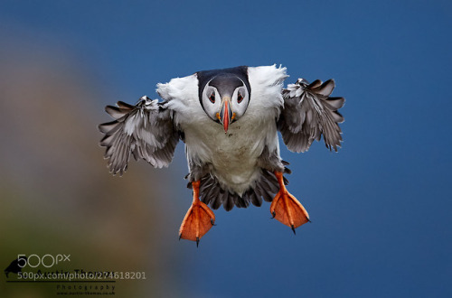 Puffin coming in to land at speed. by Austin_Thomas