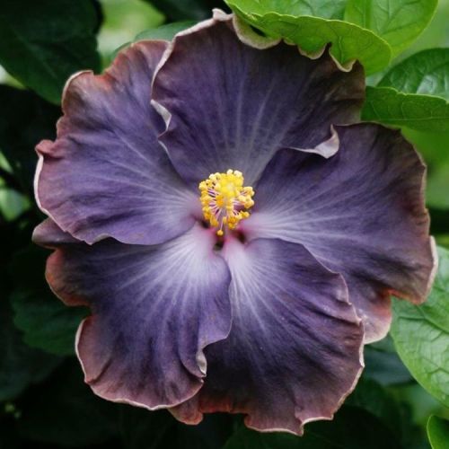 floralls:  Tropical Hibiscus II via  tezulaplants   