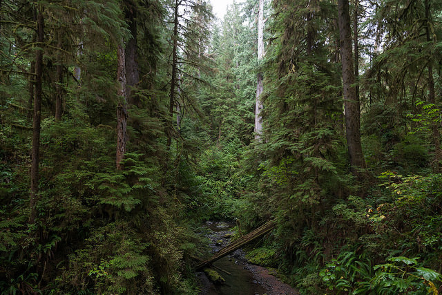 90377:  Quinault Rainforest, Olympic National Park, WA by doma0017 on Flickr. 