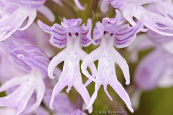 thesweetestspit:  Orchis italica is a species of orchid native to the Mediterranean. It is also known as The Naked Man Orchid or The Naked Fairy Orchid. 