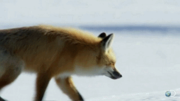 tumblr_mx6wzaYJ5w1s4umuxo2_400.gifv