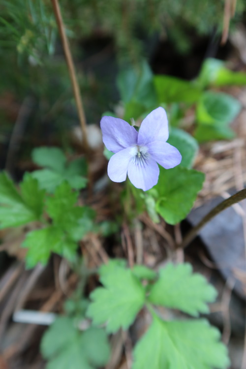 anskupics: Viola — violets 