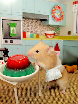 thecutestofthecute:  Hamster make breakfast  Hamster drive car  Hamster make tea with frend  Hamster plan dinner party  Hamster have Birfday  Hamster love life  Hamster happy to be live  Hamster love you  