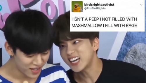 doitforbangyongguk: B.A.P | text post meme | 3/∞yoo youngjae + birdsrightsactivist edition