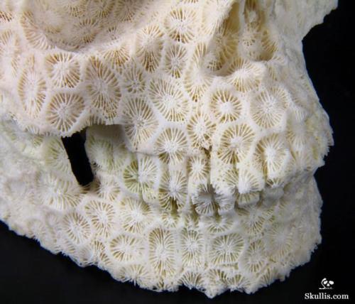 girlgrowingsmall:mineralists:White Coral has made this carved skull just a little bit creepy!I don’t