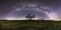 morethanphotography:  Tree of Serenity by AaronGroen