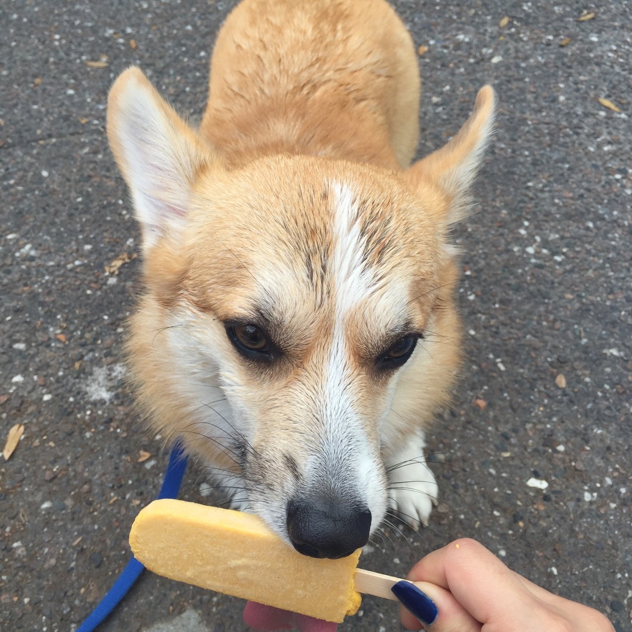 appleofmypi3213:  Mmmmm I love me some pupsicle
