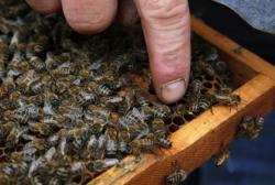 kqedscience:  Bees crucial to many crops