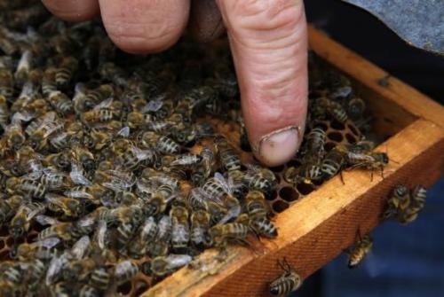 Porn Pics kqedscience:  Bees crucial to many crops