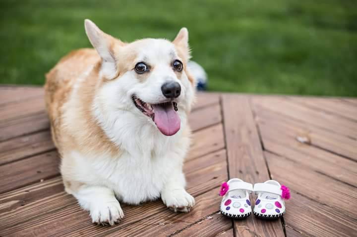 waffles the corgi