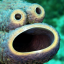 octopus-net