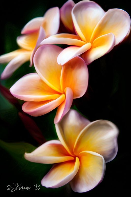 flowersgardenlove:  ~~ Plumeria by Judy Beautiful gorgeous pretty flowers 