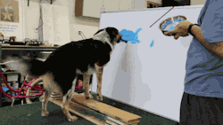 gifsboom:  Genius Dog Paints a Landscape