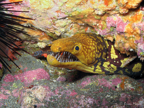 astronomy-to-zoology: Fangtooth Moray (Enchelycore anatina) also known as the Tiger Moray, the fangt
