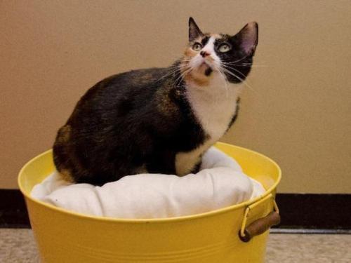 [IMAGE DESCRIPTION: a mostly black and white calico cat is sitting in a yellow bucket that is filled