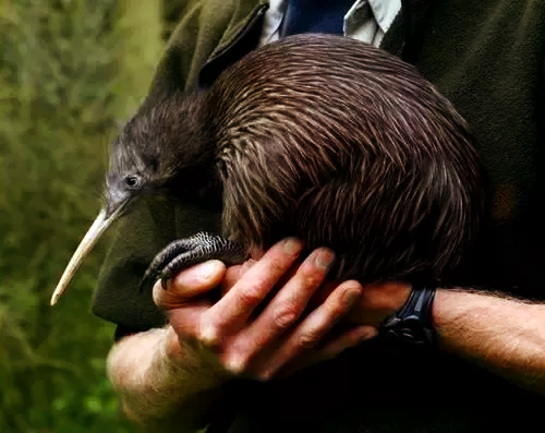 Porn Kiwi eggs are huge.Not as big as (say) ostrich photos