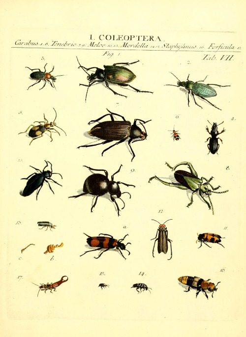 wapiti3:  The types of insects Linnaei and Fabrice icons, illustrated / by John James Roemer. on Flickr. Publication info Vitoduri Helvetorum :Prostat apud Henric. Steiner et Socios,MDCCLXXXIX [1789] BHL Collections: Smithsonian Libraries 