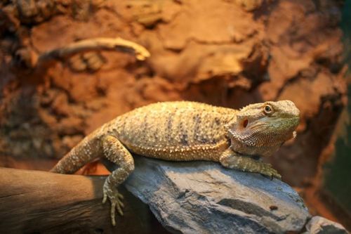 Bearded Dragons are incredibly popular reptiles! We&rsquo;d love for your to share your beardies