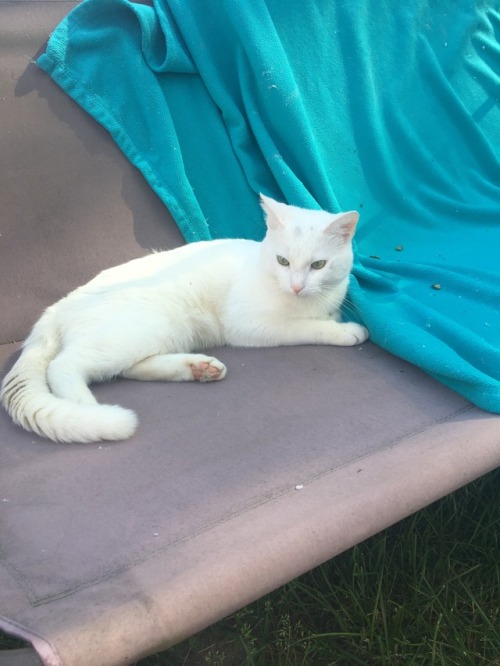 My kitty vanilla!